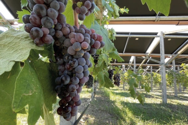 Agrivoltaico in vigneto, l'ombra &egrave; sempre un vantaggio? - Plantgest news sulle variet&agrave; di piante