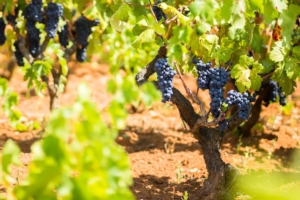 EVENTO - Uva da tavola apirena & uva da vino per spumantizzazione da vitigni autoctoni pugliesi - Plantgest news sulle varietà di piante