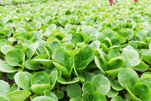 L'importanza del microclima in coltura protetta - Plantgest news sulle varietà di piante