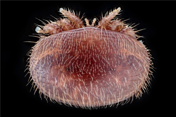 Allevare la varroa per conoscerla meglio