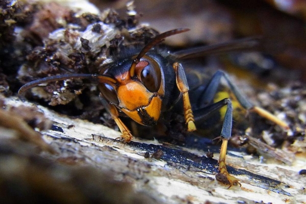 velutina-vespa-calabrone-asiatico-bysiga-wikipedia-jpg