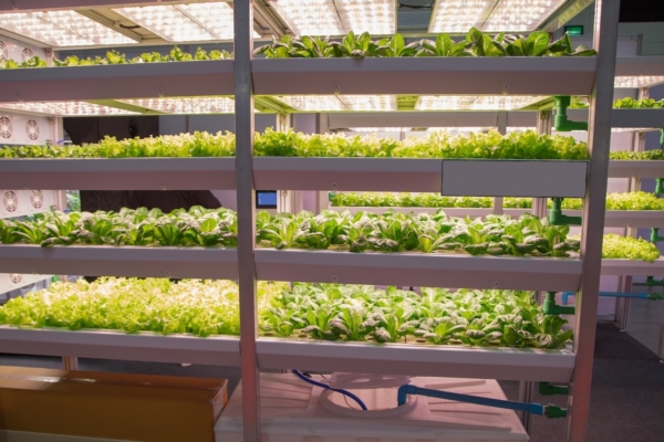 Vertical farm, pi&ugrave; efficienza grazie alle variet&agrave; Tea