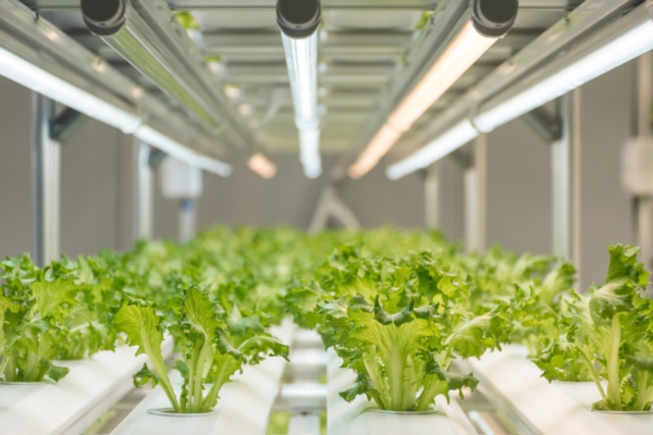 Vertical farming, genetica per la sostenibilità economica - Plantgest news sulle varietà di piante