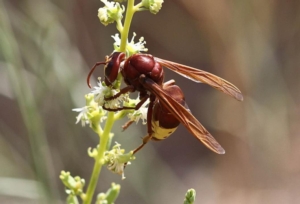 vespa-orientalis-fiore-by-broobas-binish-roobas-wikipedia-jpg.jpg