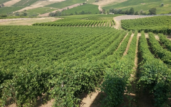 Cosa vuol dire sostenibilità in viticoltura - le news di Fertilgest sui fertilizzanti