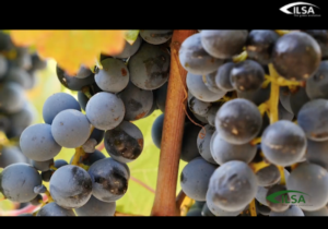 Vite da vino, focus sulla nutrizione - le news di Fertilgest sui fertilizzanti