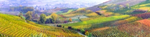 vigneti-vigne-agricoltura-piemonte-by-freesurf-adobe-stock
