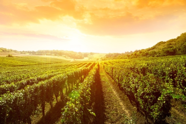 Corte dei Conti Ue, politica vitivinicola non raggiunge obiettivi ambientali