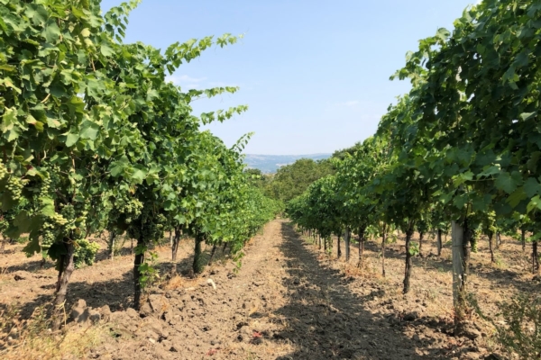 Grado zuccherino e intensità colorante, come migliorare la qualità delle uve - le news di Fertilgest sui fertilizzanti
