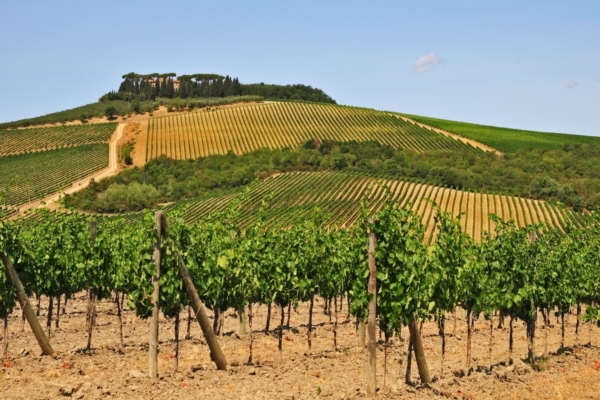 Il Sangiovese e la Toscana, un connubio indissolubile