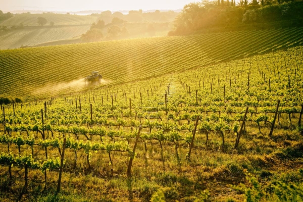 vigneto-vite-vitivinicoltura-viticoltura-toscana-colline-trattore-by-kondor83-adobe-stock-1200x800