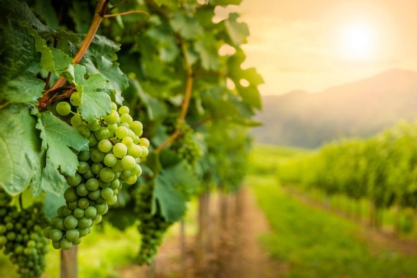 Syngenta e Valagro: protocolli vincenti per una viticoltura di qualità