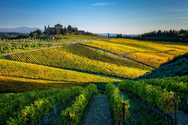 vigneto-vitivinicoltura-paesaggio-toscana-colline-san-donato-in-perano-vicino-radda-in-chianti-siena-by-andrea-bonfanti-adobe-stock-1200x800.jpeg