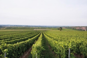 Studiare il "Dna" del suolo per migliorare la viticoltura