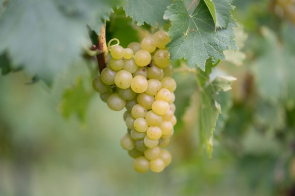 Catalogo 2026 Suterra: Depur<sup>&reg;</sup> e feromoni liquidi ammessi in biologico