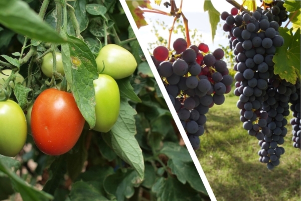 Ragnetti rossi di vite e pomodoro: strategie integrate per risultati eccellenti