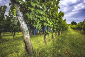 vite-vigneto-sangiovese-uva-vitivinicoltura-by-gentelmenit-fotolia-750