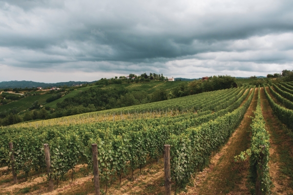 Chardonnay, un vitigno importante: come superare gli stress abiotici - le news di Fertilgest sui fertilizzanti