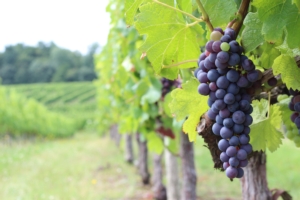 Alte temperature e carenza idrica, come salvare le viti - le news di Fertilgest sui fertilizzanti