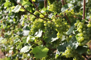 vite-vitigno-viticoltura-uva-by-bjorn-wylezich-fotolia-750.jpeg
