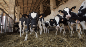 vitelli-lug-2019-allevatori-top