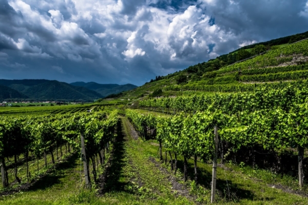 viticoltura-cambiamenti-climatici-vitivinicoltura-nubi-nuvole-cielo-grigio-by-grafxart-adobe-stock-1200x800.jpeg