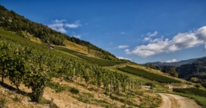 Valorizzazione dei paesaggi della viticoltura eroica - Plantgest news sulle varietà di piante