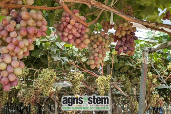 I biostimolanti Agrisystem per l'uva da tavola seedless - Fertilgest News