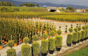 Toscana, prorogata la scadenza per la dichiarazione delle piante prodotte e vendute - Plantgest news sulle varietà di piante
