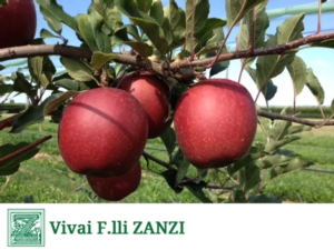 Devil Gala*, novità da Vivai F.lli Zanzi: non la solita mela estiva - Plantgest news sulle varietà di piante