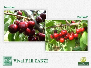 Vivai F.lli Zanzi apre le porte alle novità sul ciliegio - Plantgest news sulle varietà di piante