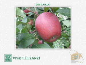 Devil Gala*, la mela estiva cambia pelle - Plantgest news sulle varietà di piante