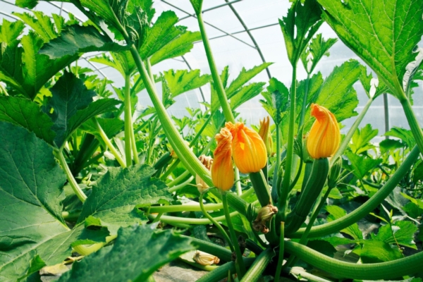 Biostimolanti top per zucchine d'élite - Aifar - Fertilgest News