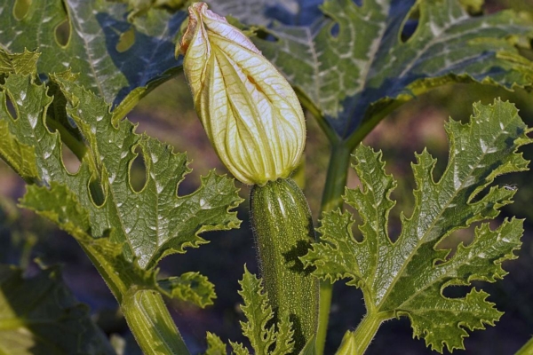 Zucchini, quanto conta il colore del telo di pacciamatura? - Plantgest news sulle varietà di piante