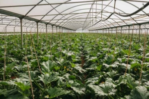 Perseverance RZ F1, lo zucchino di Rijk Zwaan conferma le attese - Plantgest news sulle varietà di piante
