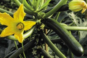 Zucchino, tante tipologie per un'unica eccellenza - Plantgest news sulle varietà di piante